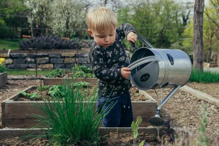 Photograph of a toddler watering plants outside
